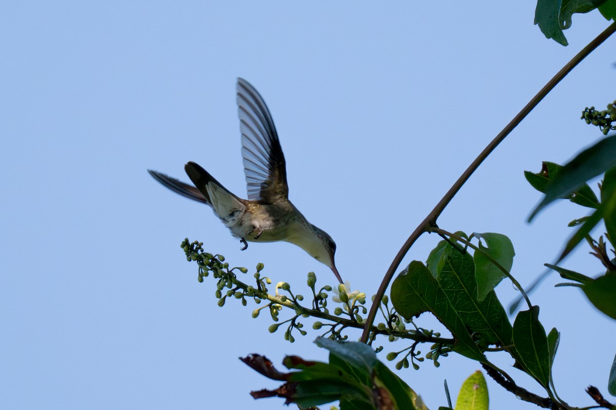 White-bellied Emerald - ML646535574