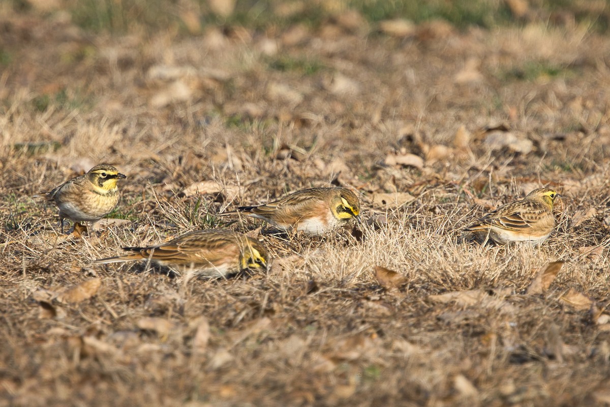 Horned Lark - ML646535575