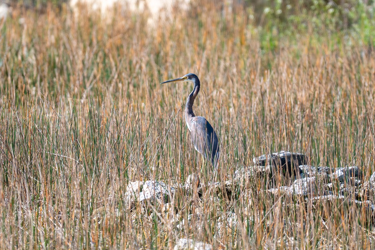 Tricolored Heron - ML646535590