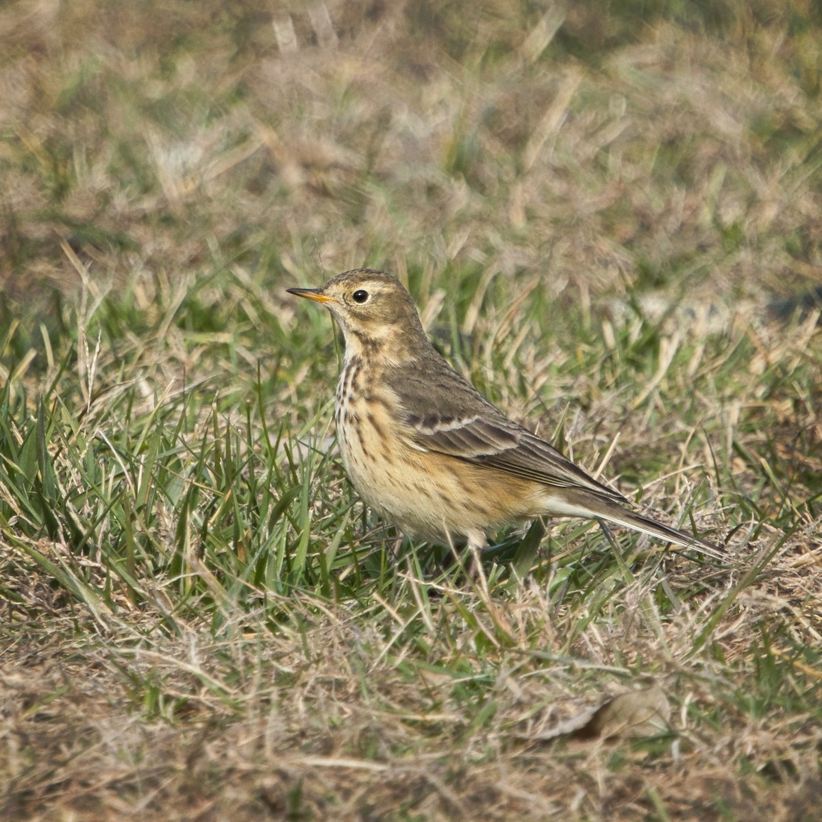 American Pipit - ML646535591