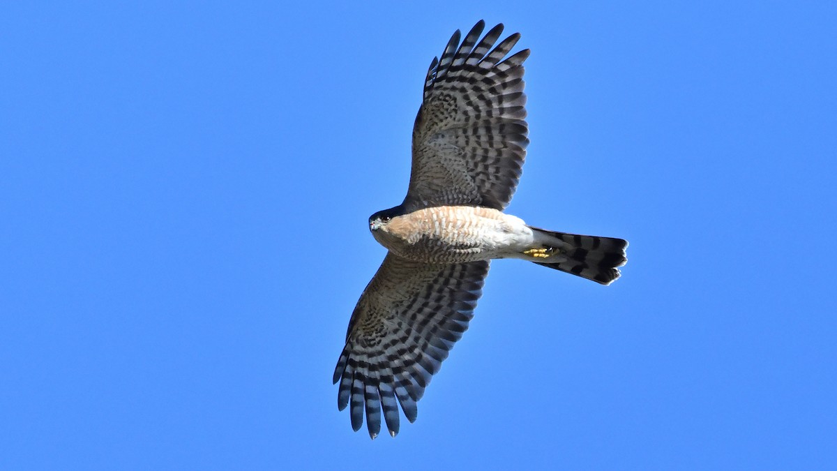 Sharp-shinned Hawk - ML646535592