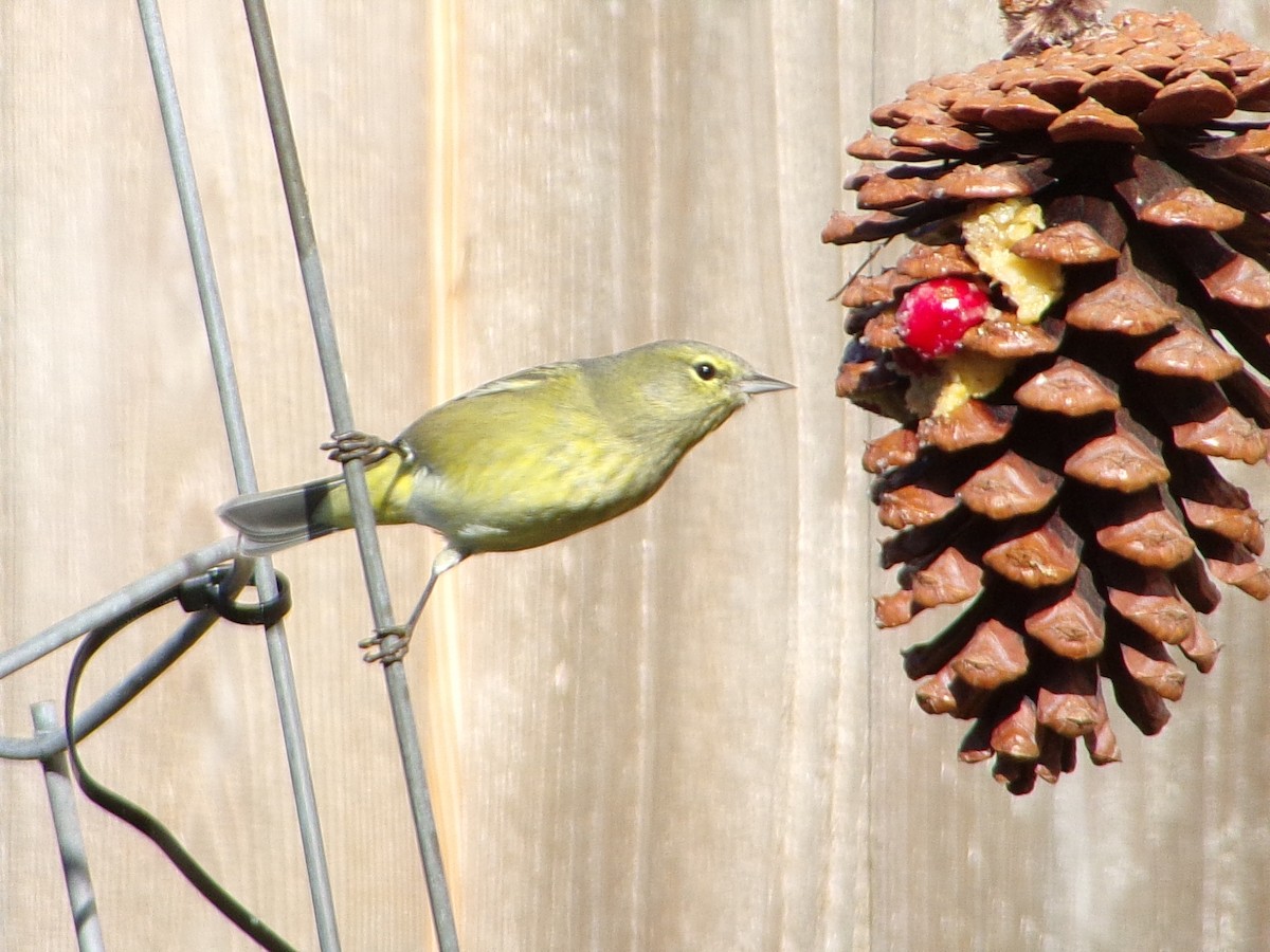 Turuncu Taçlı Ötleğen - ML646535595