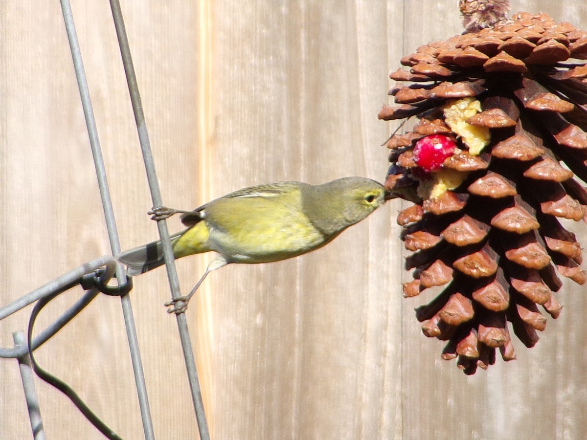 Turuncu Taçlı Ötleğen - ML646535596