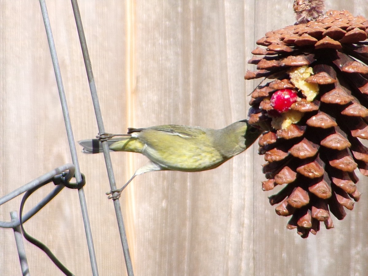 Turuncu Taçlı Ötleğen - ML646535597