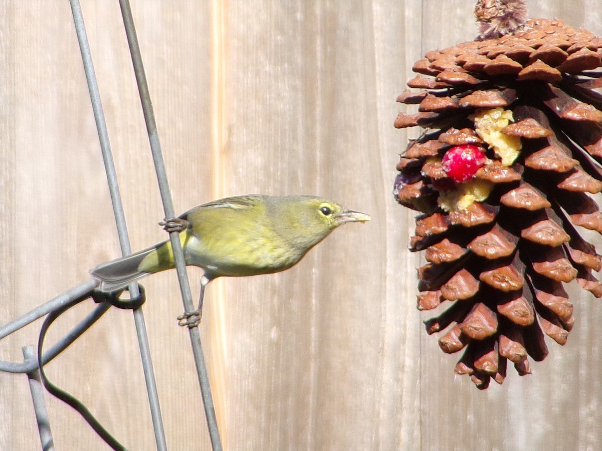 Turuncu Taçlı Ötleğen - ML646535598