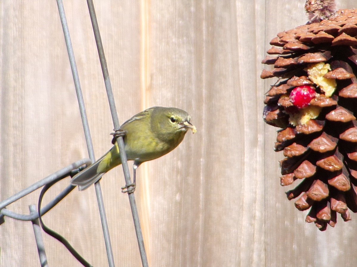 Turuncu Taçlı Ötleğen - ML646535599