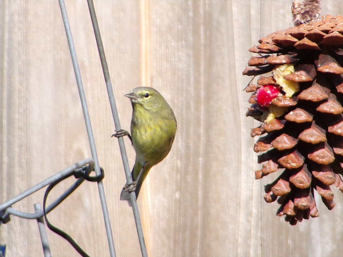 Turuncu Taçlı Ötleğen - ML646535601