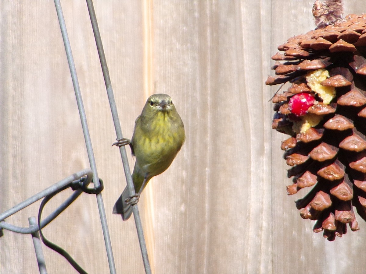 Turuncu Taçlı Ötleğen - ML646535602