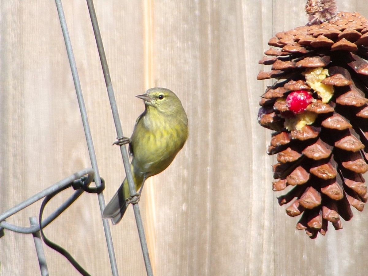 Turuncu Taçlı Ötleğen - ML646535603