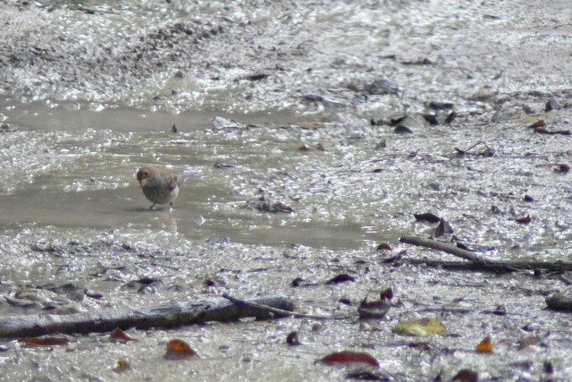 papežík indigový - ML646535604