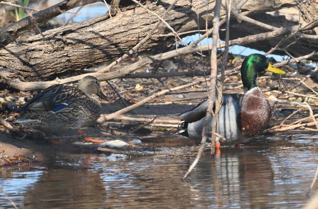 Ánade Azulón - ML646535605