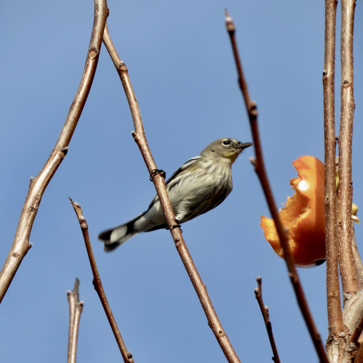 Yellow-rumped Warbler - ML646535606