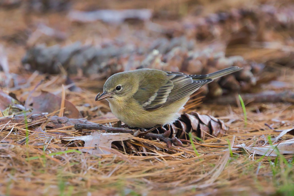 Pine Warbler - ML646535608