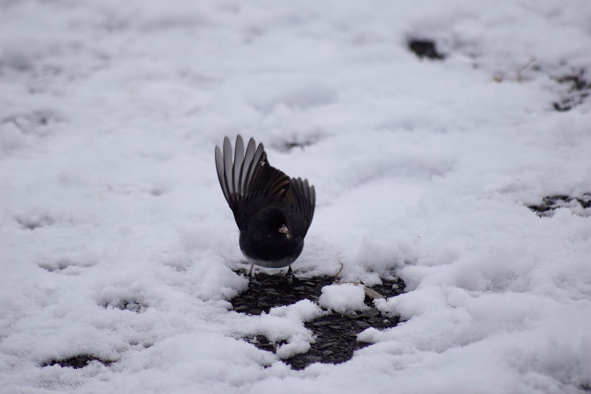 Dark-eyed Junco - ML646535611