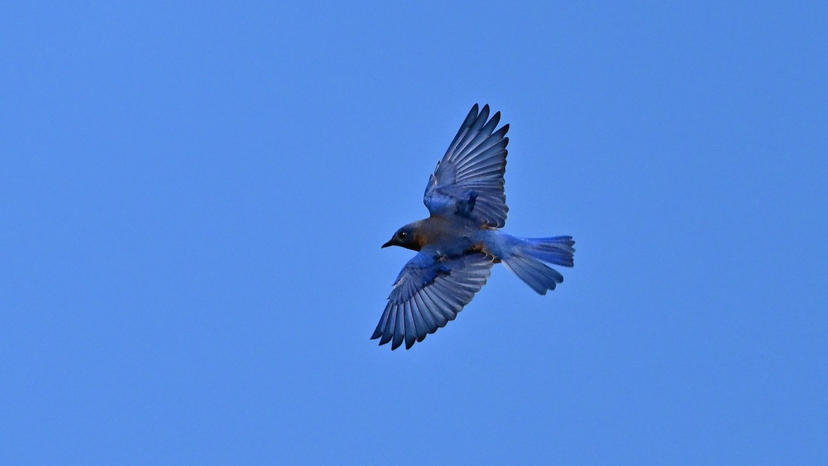Eastern Bluebird - ML646535612