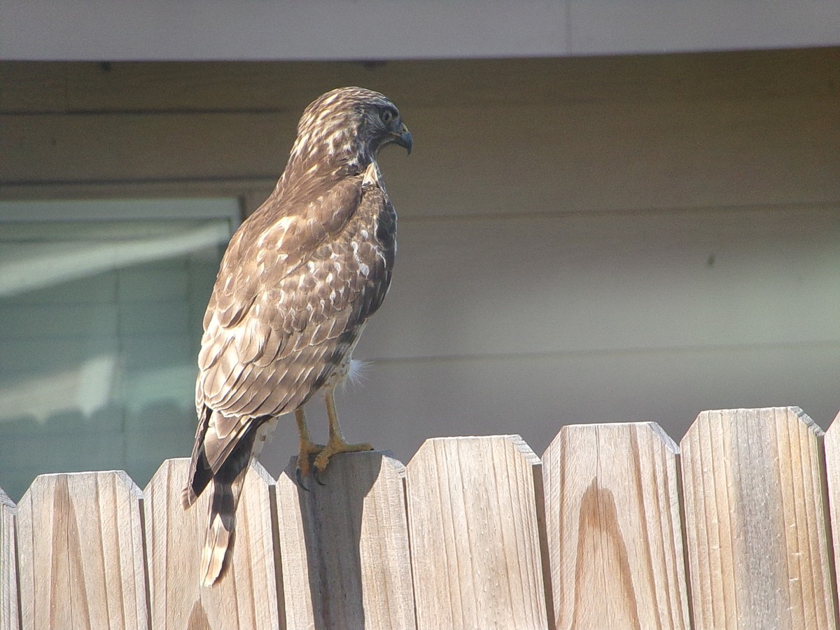 Kızıl Omuzlu Şahin - ML646535613