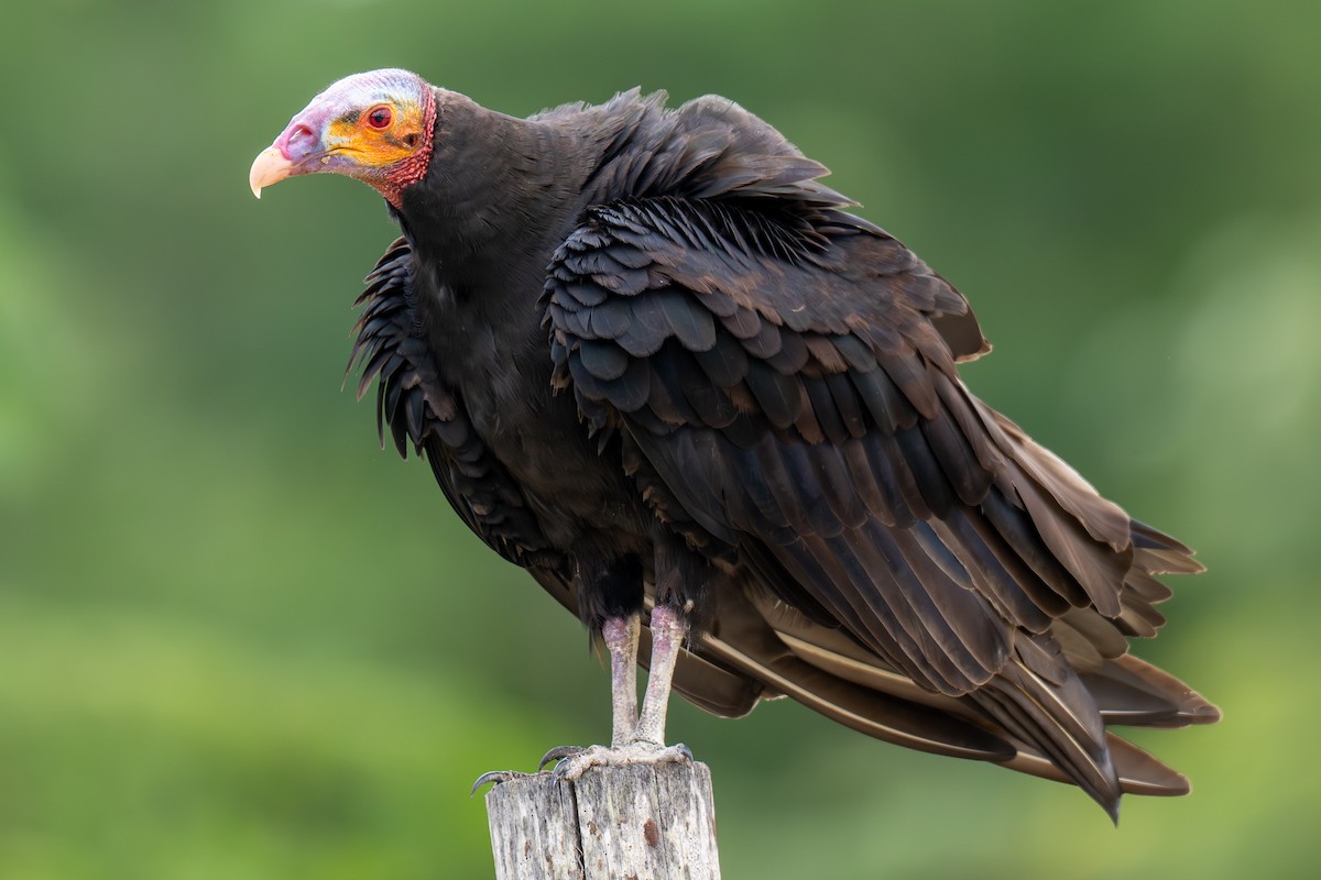 Lesser Yellow-headed Vulture - ML646535620