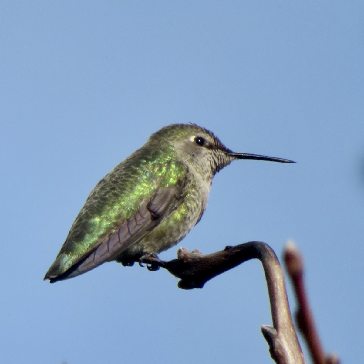 Anna's Hummingbird - ML646535621