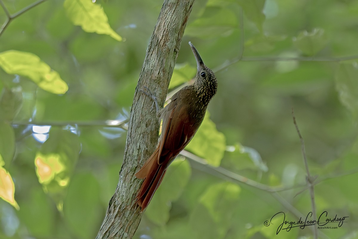 Chestnut-rumped Woodcreeper - ML646535624
