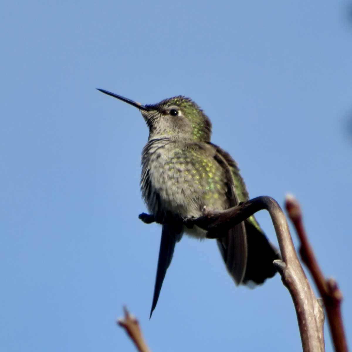 Anna's Hummingbird - ML646535626