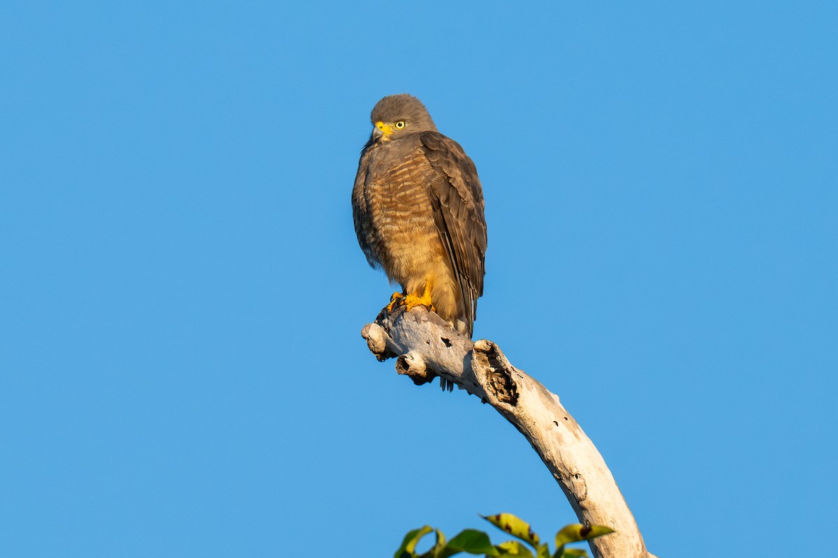 Roadside Hawk - ML646535627
