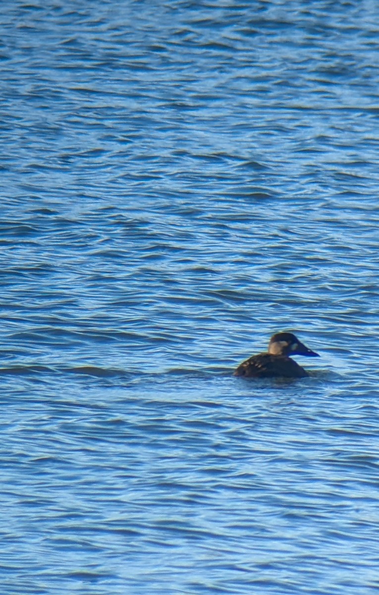 Surf Scoter - ML646535635