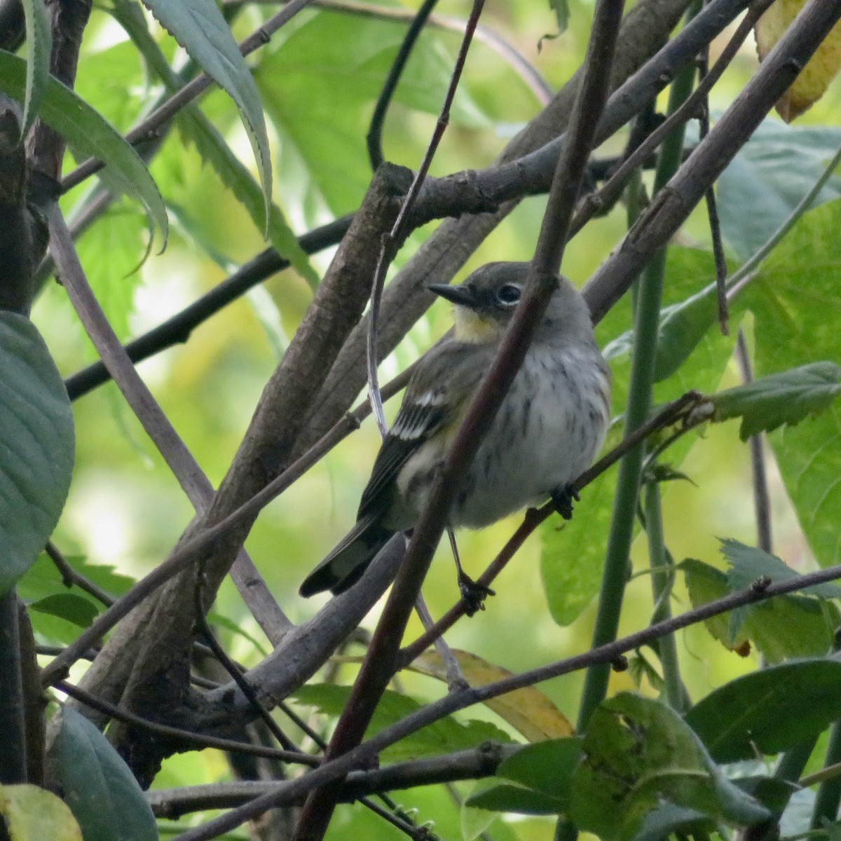 Yellow-rumped Warbler - ML646535637