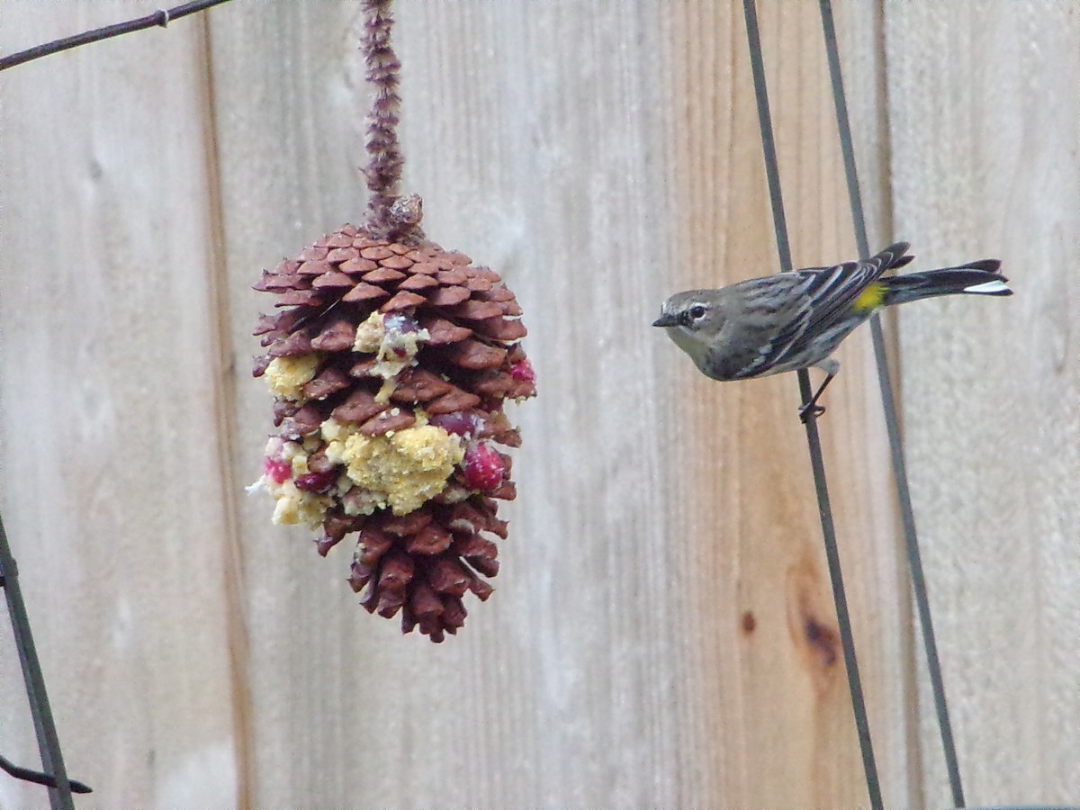 Taçlı Ötleğen (coronata) - ML646535638