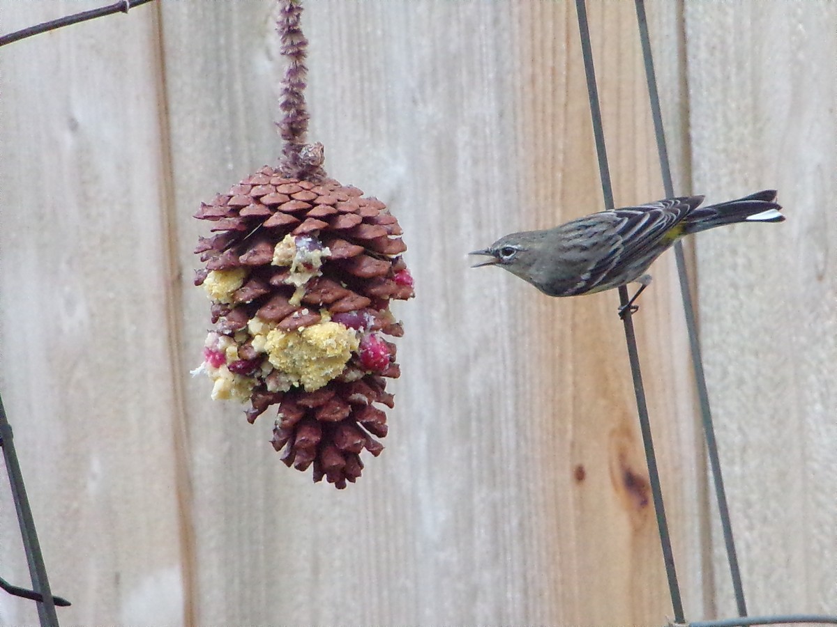 Taçlı Ötleğen (coronata) - ML646535639