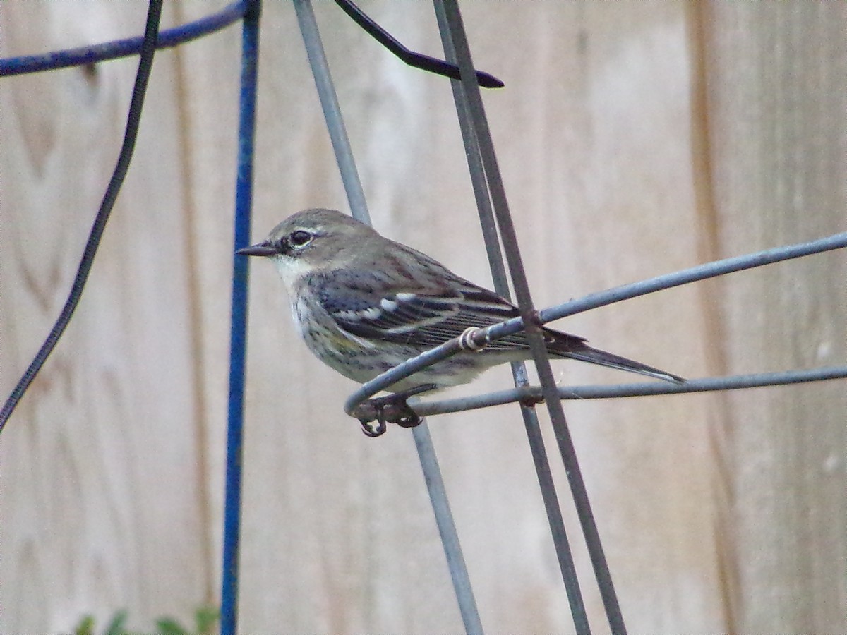 Taçlı Ötleğen (coronata) - ML646535640