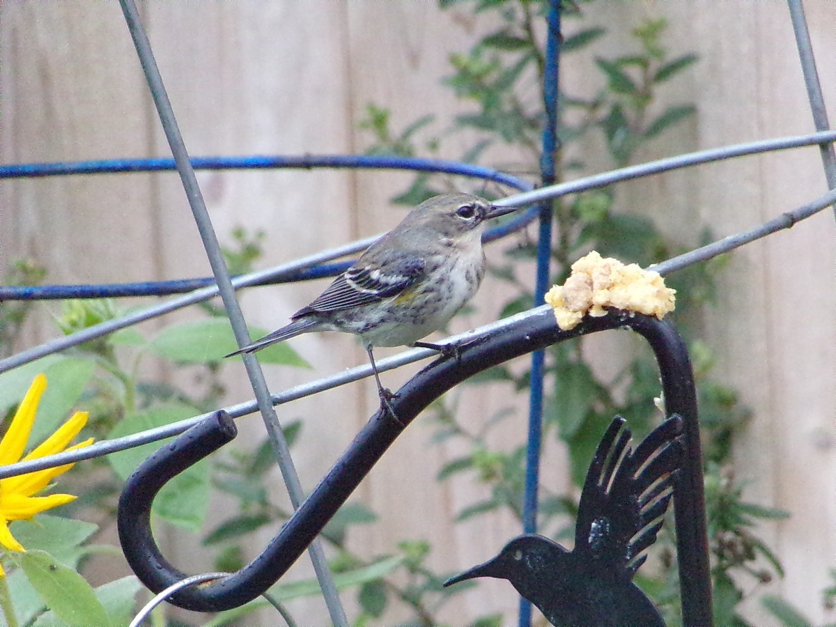 Taçlı Ötleğen (coronata) - ML646535641