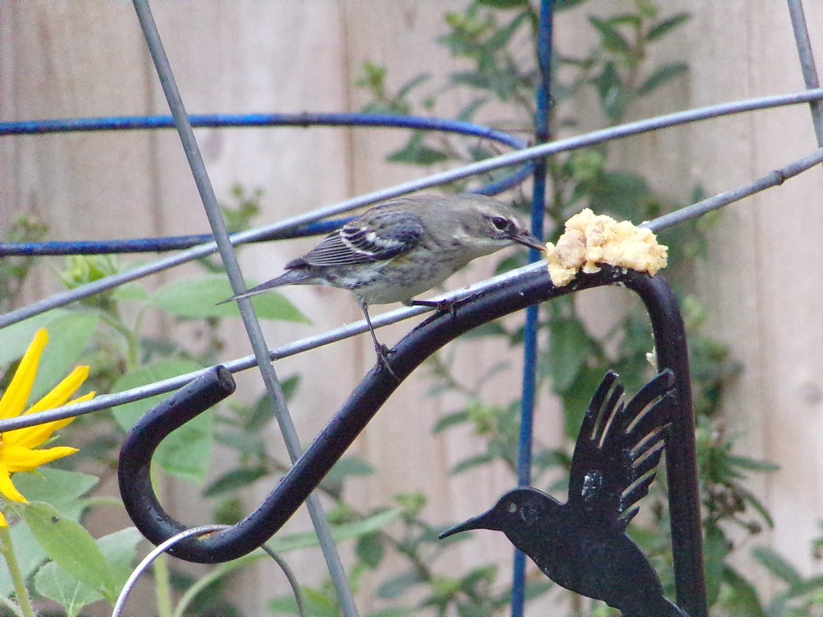 Taçlı Ötleğen (coronata) - ML646535642