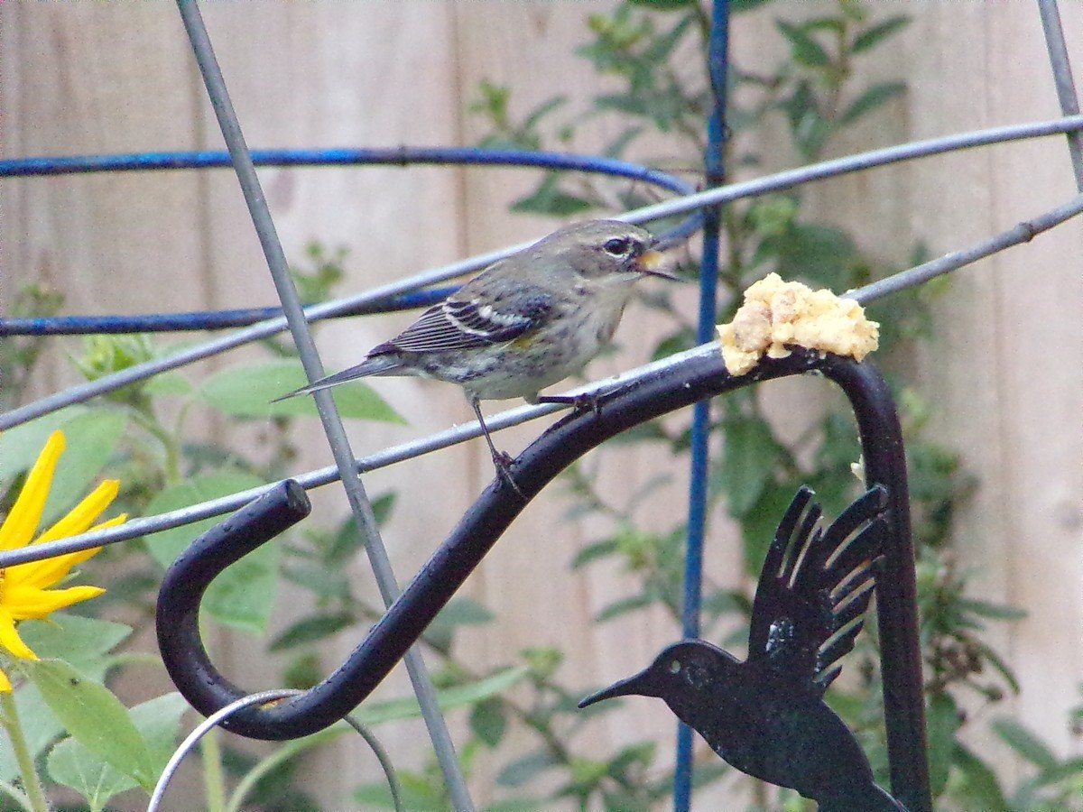 Taçlı Ötleğen (coronata) - ML646535643