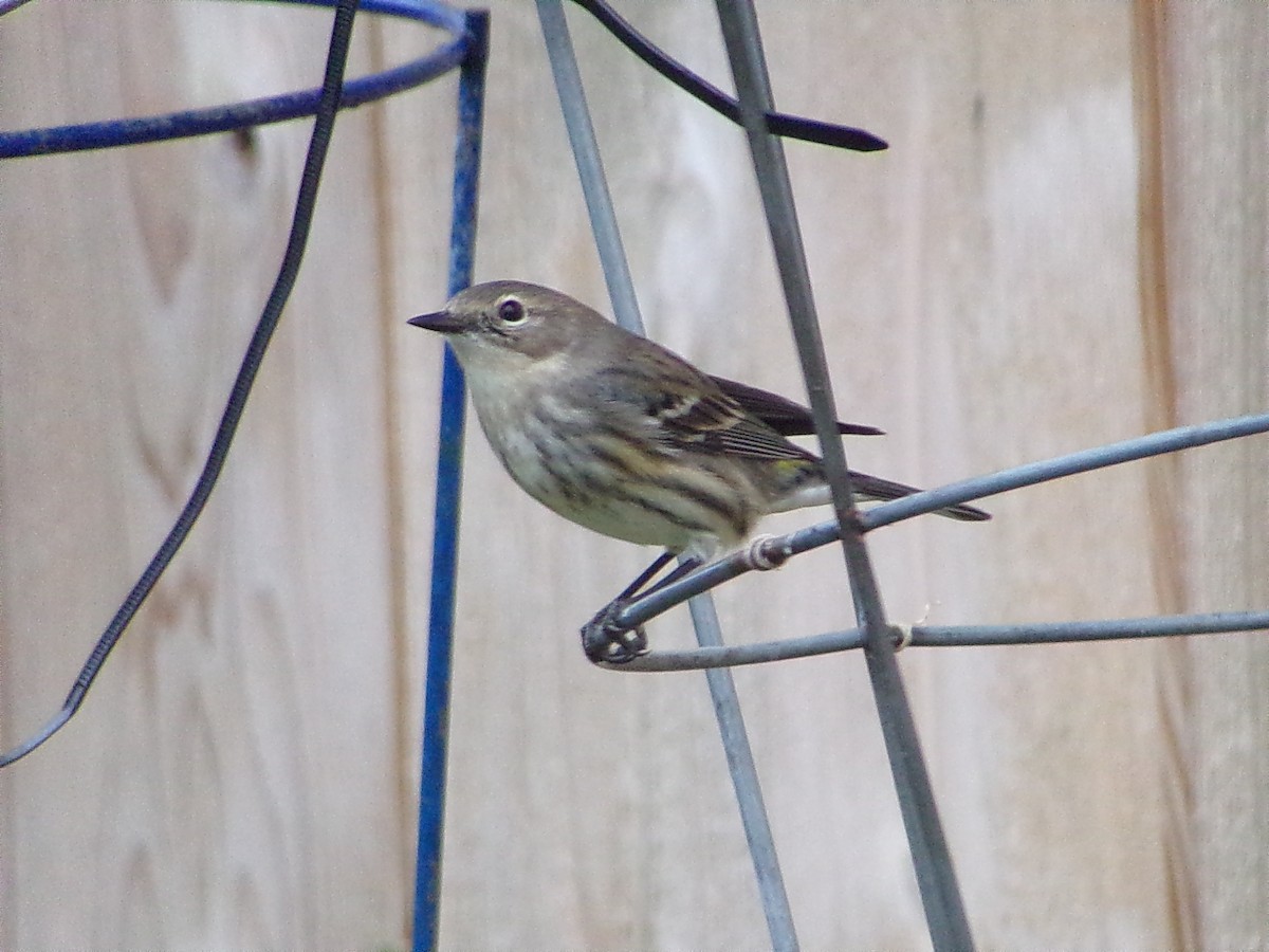 Taçlı Ötleğen (coronata) - ML646535644