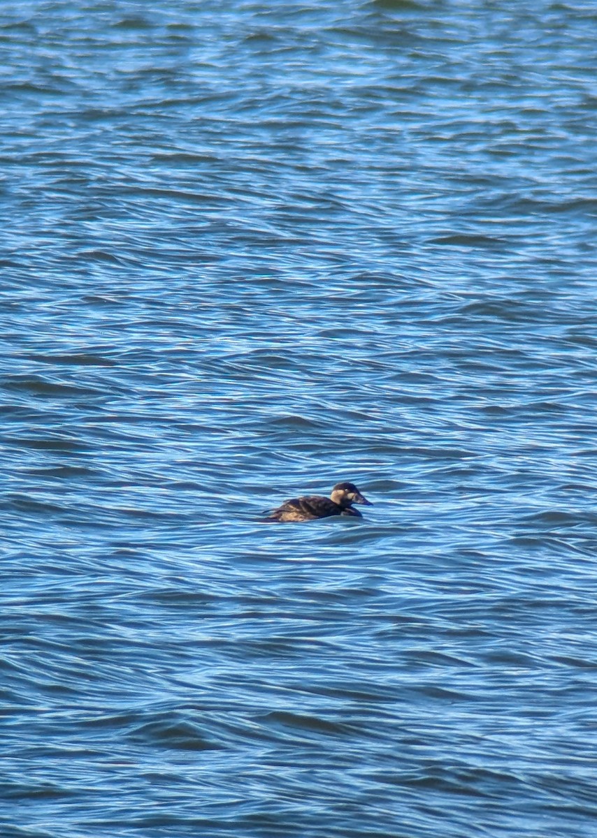 Surf Scoter - ML646535645