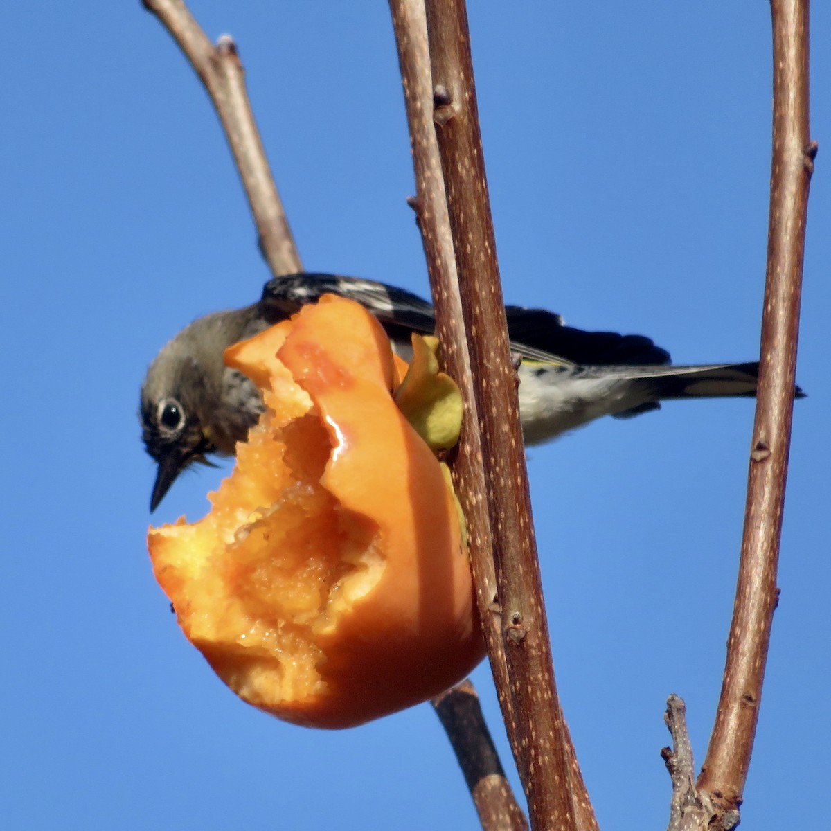 Yellow-rumped Warbler - ML646535646