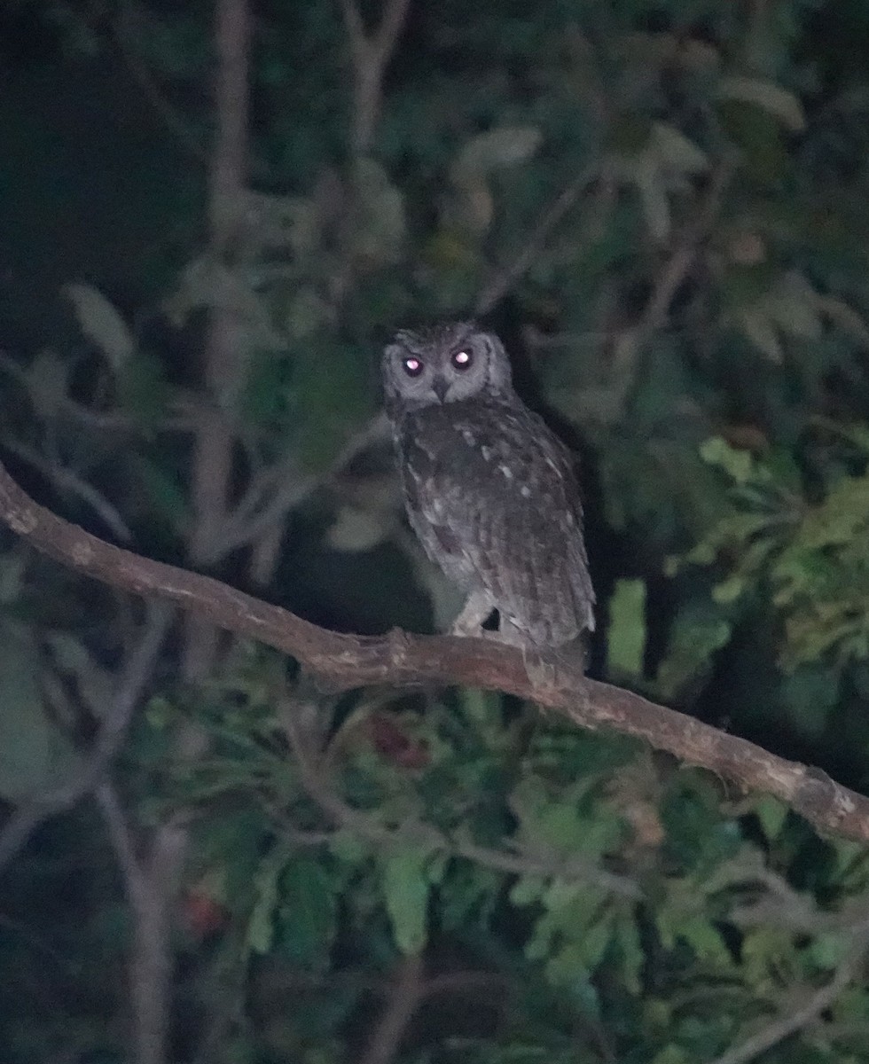 Grayish Eagle-Owl - ML646535647