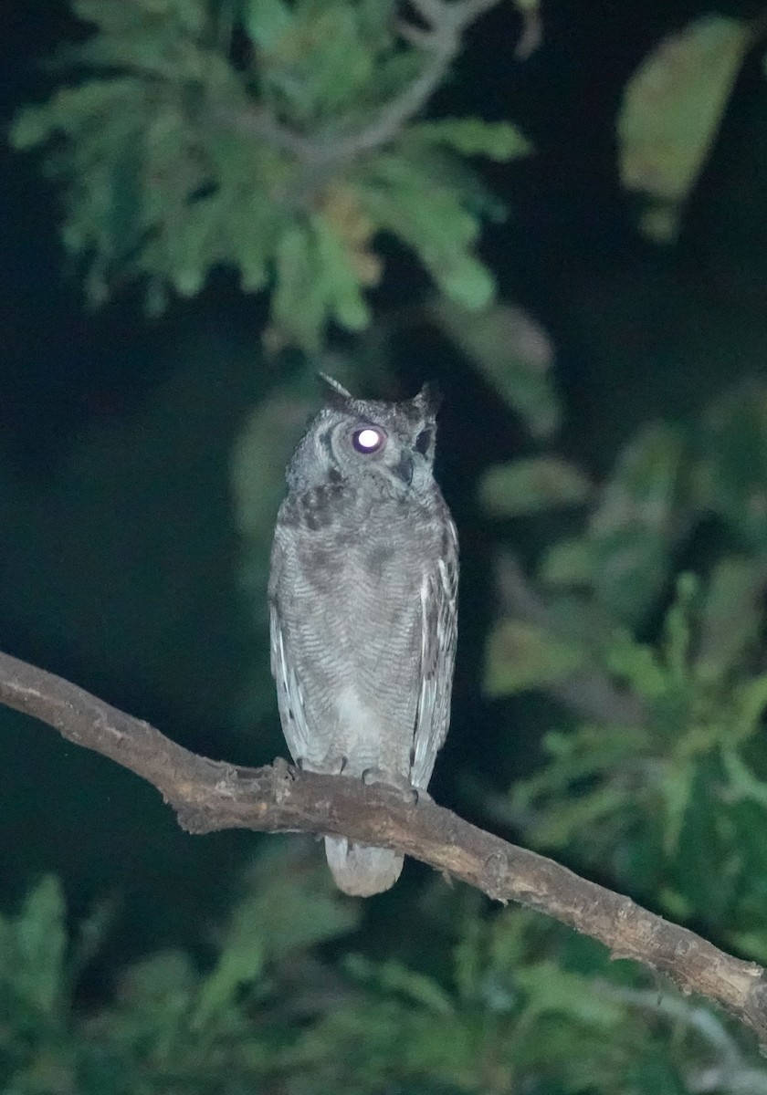 Grayish Eagle-Owl - ML646535648
