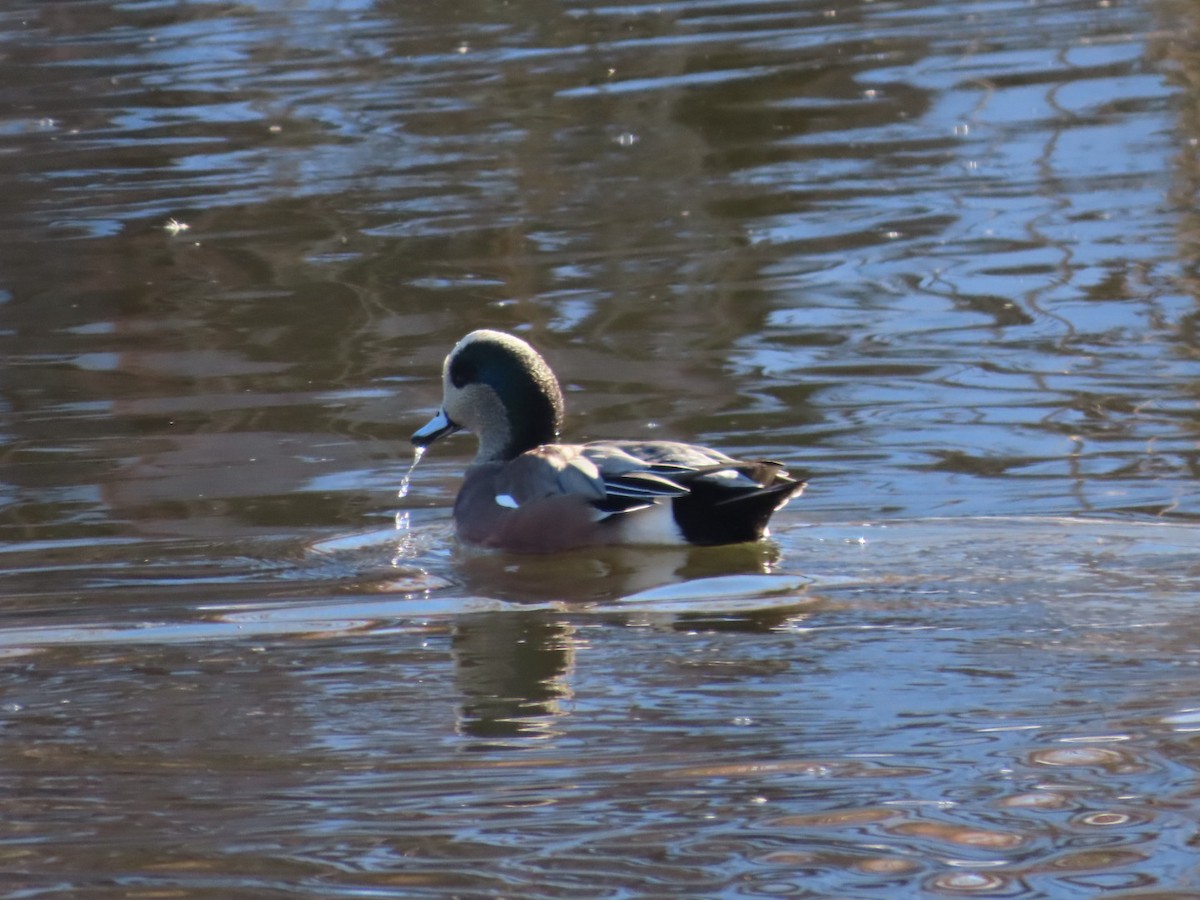 American Wigeon - ML646535650