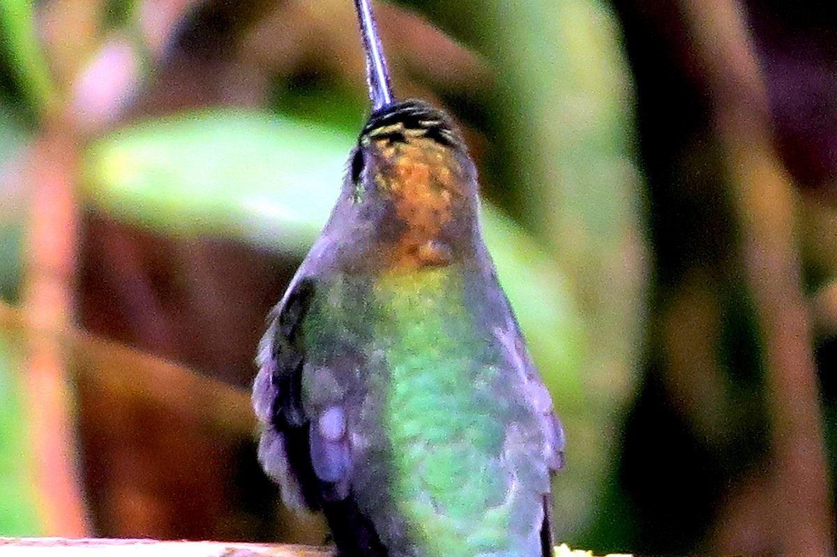Green-fronted Lancebill - ML646535651