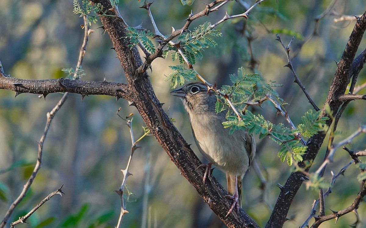 Rufous-crowned Sparrow - ML646535652