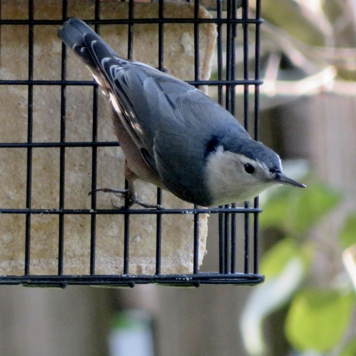 White-breasted Nuthatch - ML646535653