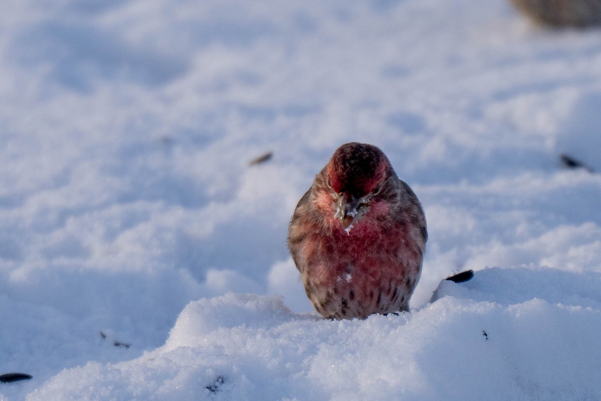 House Finch - ML646535654