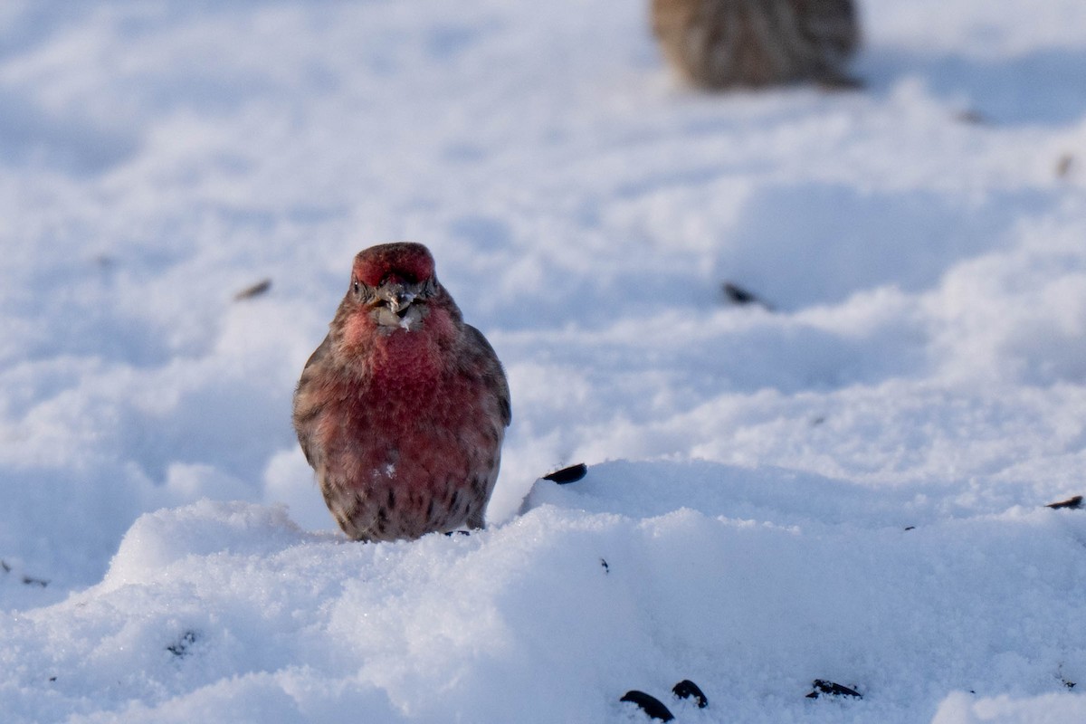 House Finch - ML646535655