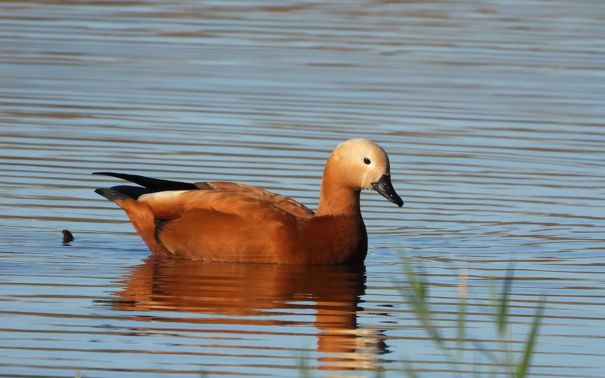 Ruddy Shelduck - ML646535657