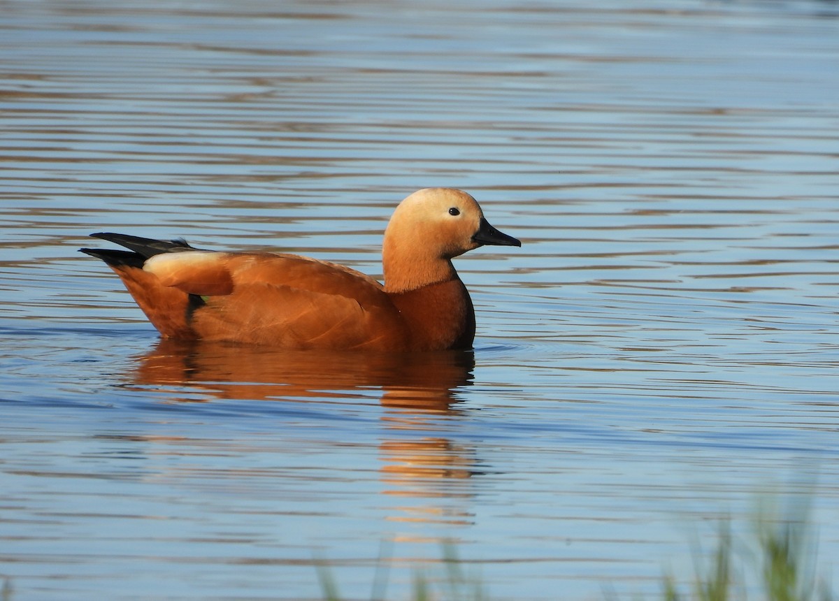 Ruddy Shelduck - ML646535658