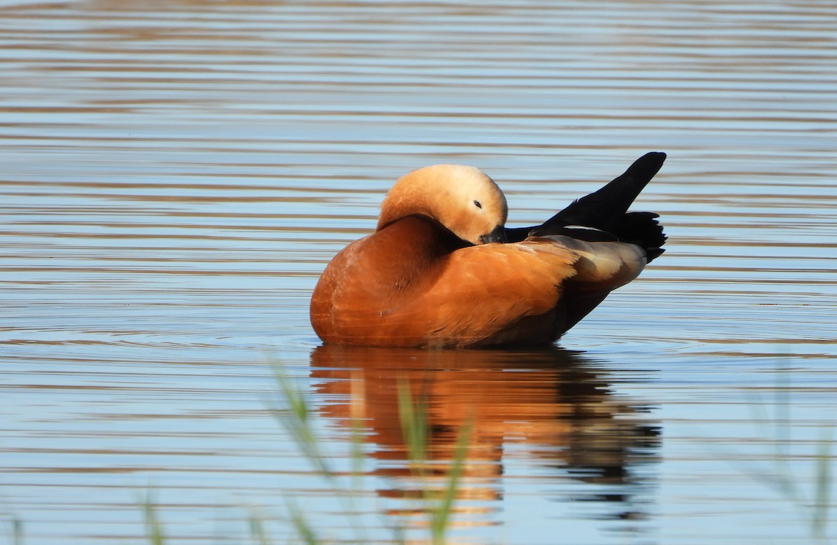 Ruddy Shelduck - ML646535659