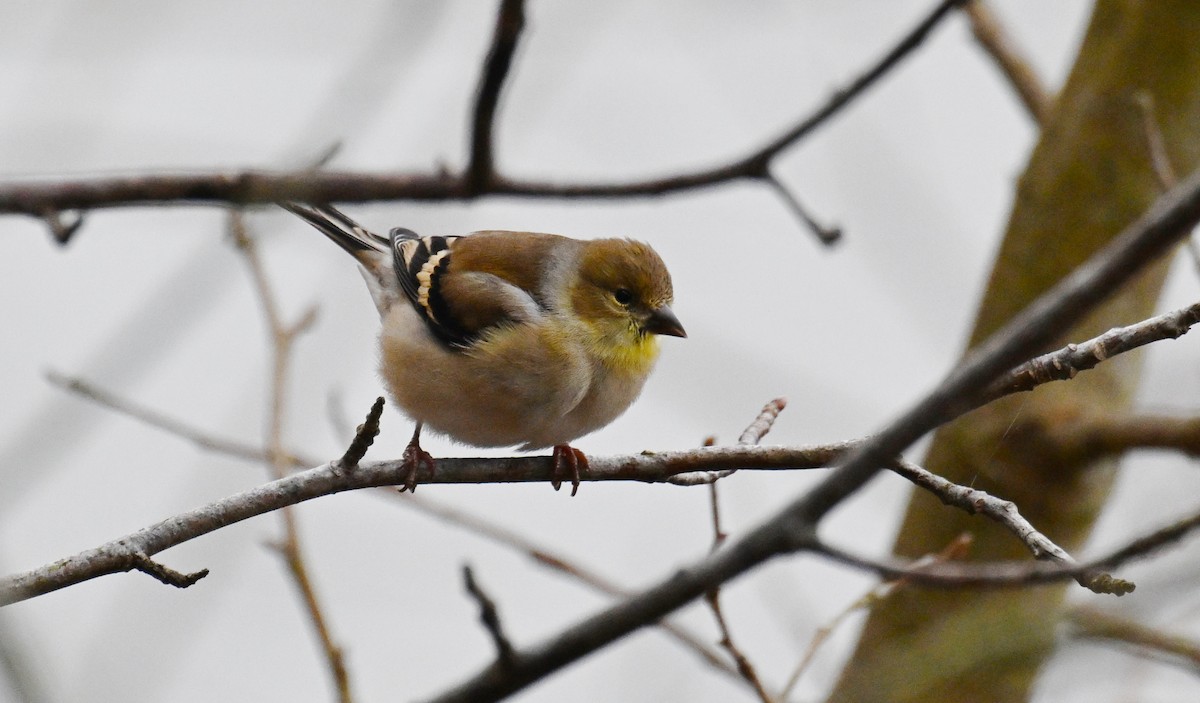 American Goldfinch - ML646535660