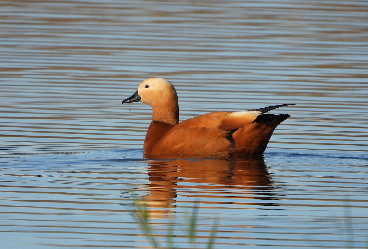 Ruddy Shelduck - ML646535661