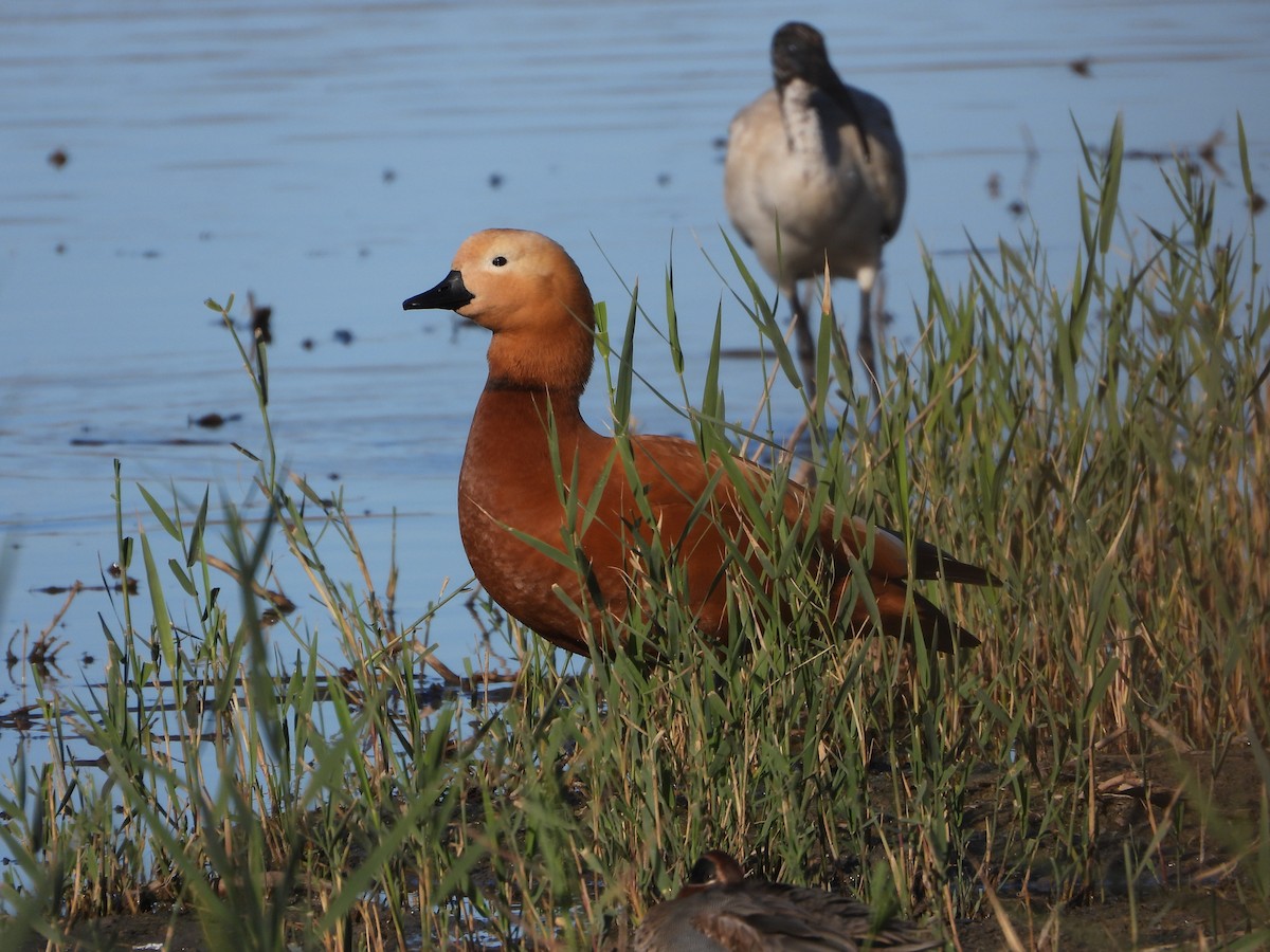Ruddy Shelduck - ML646535662